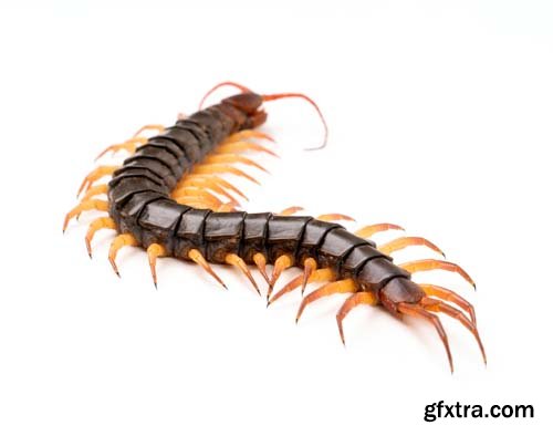 Centipede Isolated - 11xJPGs