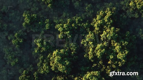 Green Forest Top View 230413