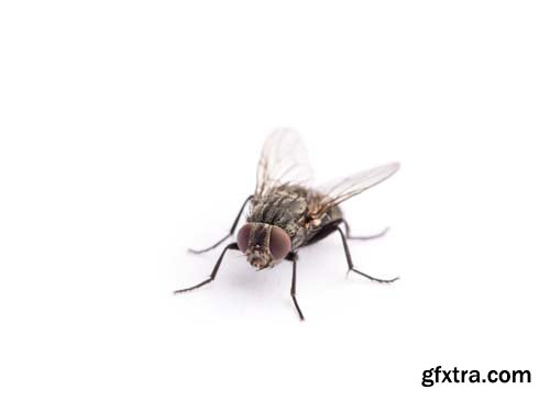 Fly Isolated - 8xJPGs