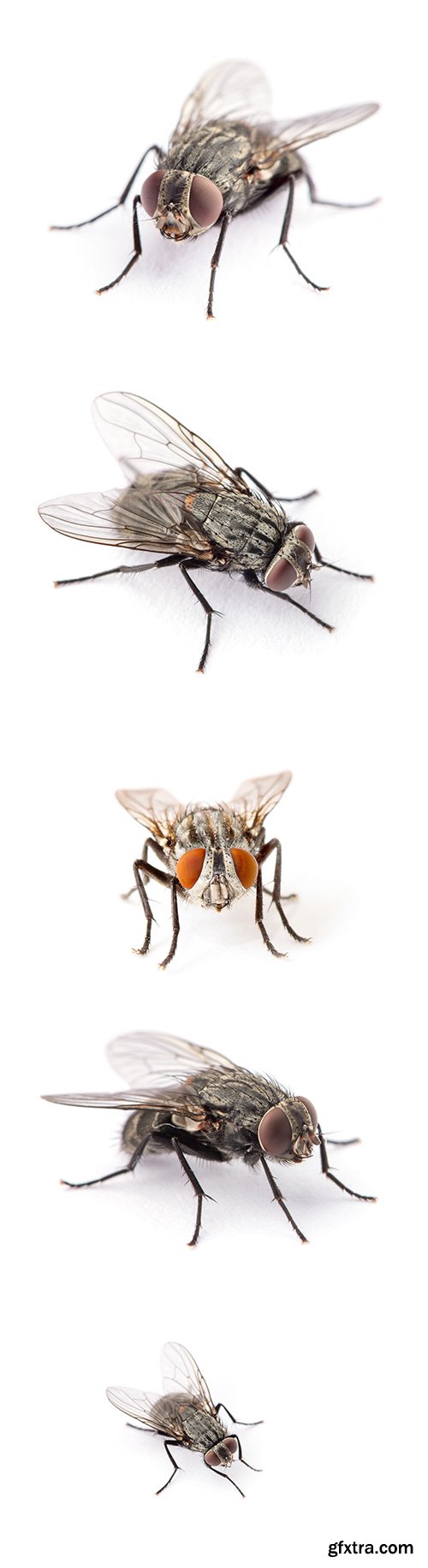 Fly Isolated - 8xJPGs