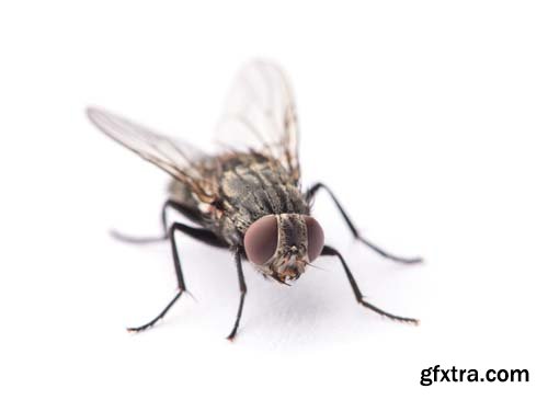 Fly Isolated - 8xJPGs