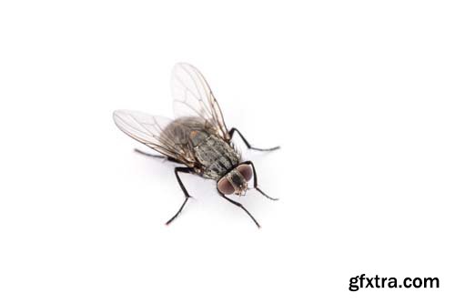 Fly Isolated - 8xJPGs