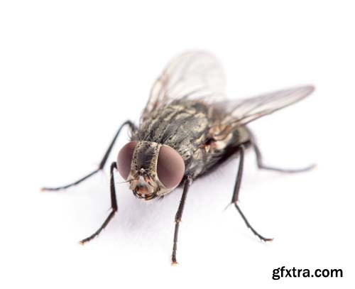 Fly Isolated - 8xJPGs