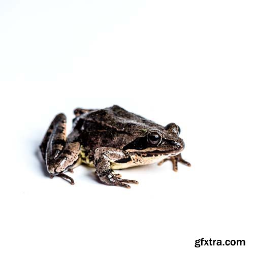 Frog Animal Nature 2000 Forrest Isolated - 8xJPGs