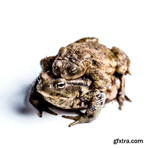 Frog Animal Nature 2000 Forrest Isolated - 8xJPGs