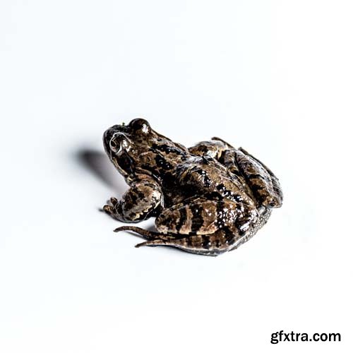 Frog Animal Nature 2000 Forrest Isolated - 8xJPGs