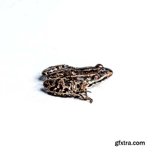 Frog Animal Nature 2000 Forrest Isolated - 8xJPGs