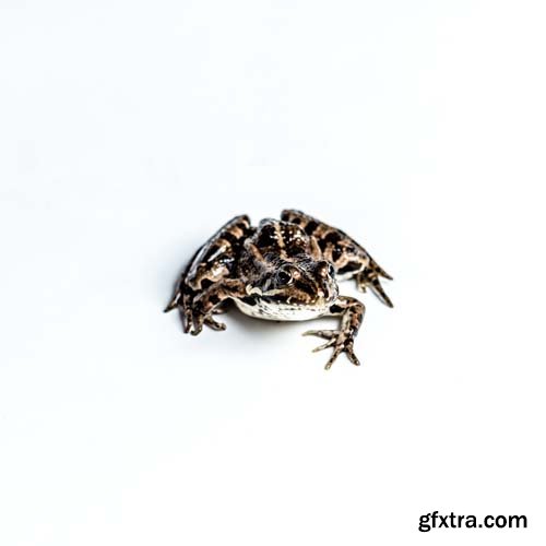 Frog Animal Nature 2000 Forrest Isolated - 8xJPGs