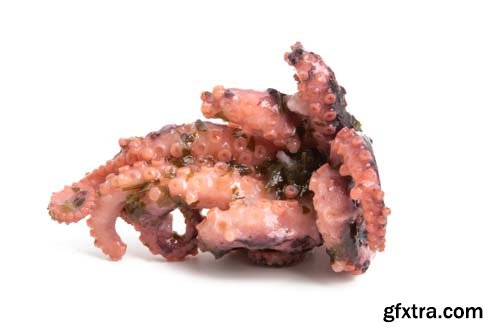 Octupus Isolated - 10xJPGs