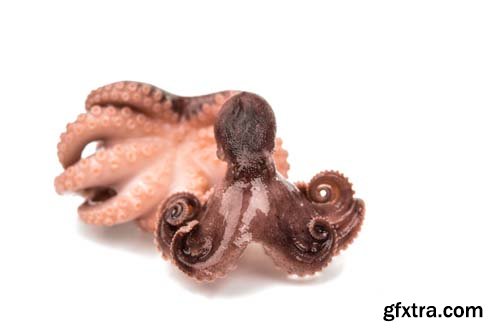 Octupus Isolated - 10xJPGs