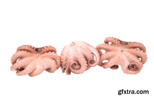 Octupus Isolated - 10xJPGs