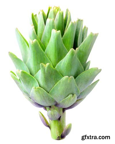 Artichoke Isolated - 8xJPGs