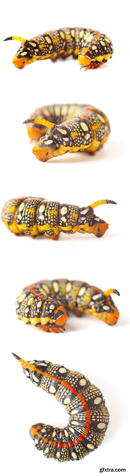 Caterpillar Isolated - 6xJPGs