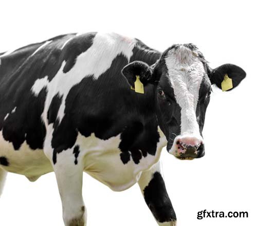 Cow Isolated - 10xJPGs