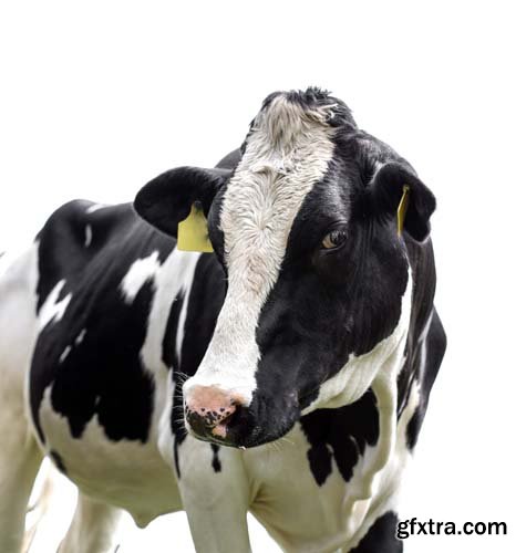 Cow Isolated - 10xJPGs