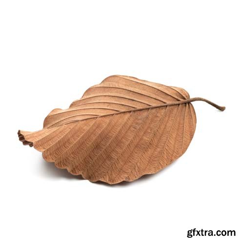 Dry Leaf Isolated - 10xJPGs