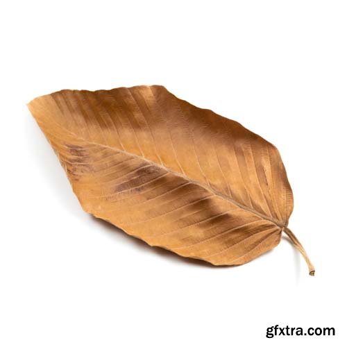 Dry Leaf Isolated - 10xJPGs