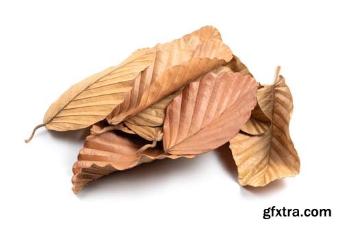 Dry Leaf Isolated - 10xJPGs