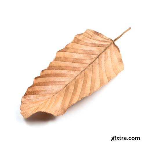 Dry Leaf Isolated - 10xJPGs