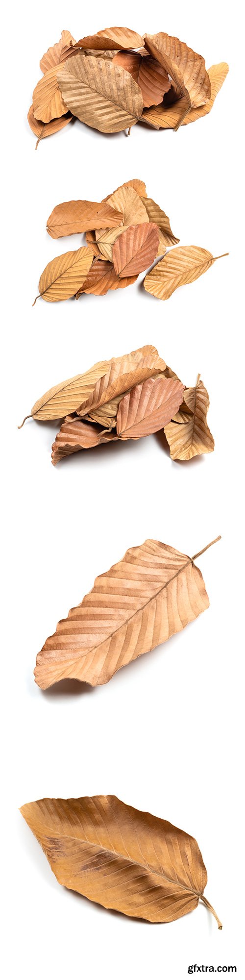 Dry Leaf Isolated - 10xJPGs