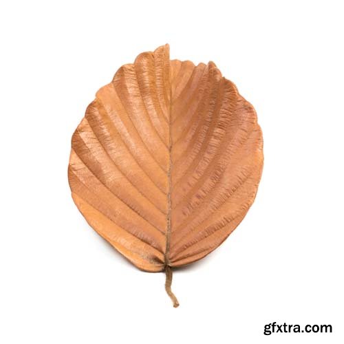 Dry Leaf Isolated - 10xJPGs