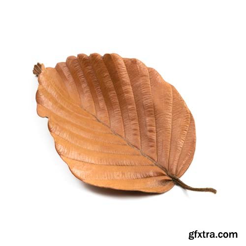 Dry Leaf Isolated - 10xJPGs