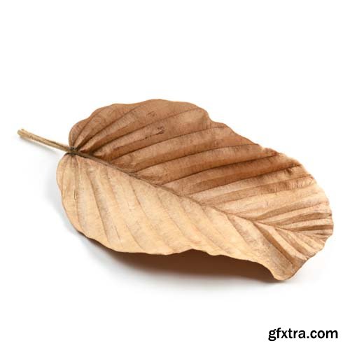 Dry Leaf Isolated - 10xJPGs