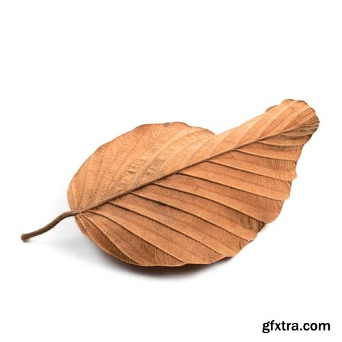 Dry Leaf Isolated - 10xJPGs