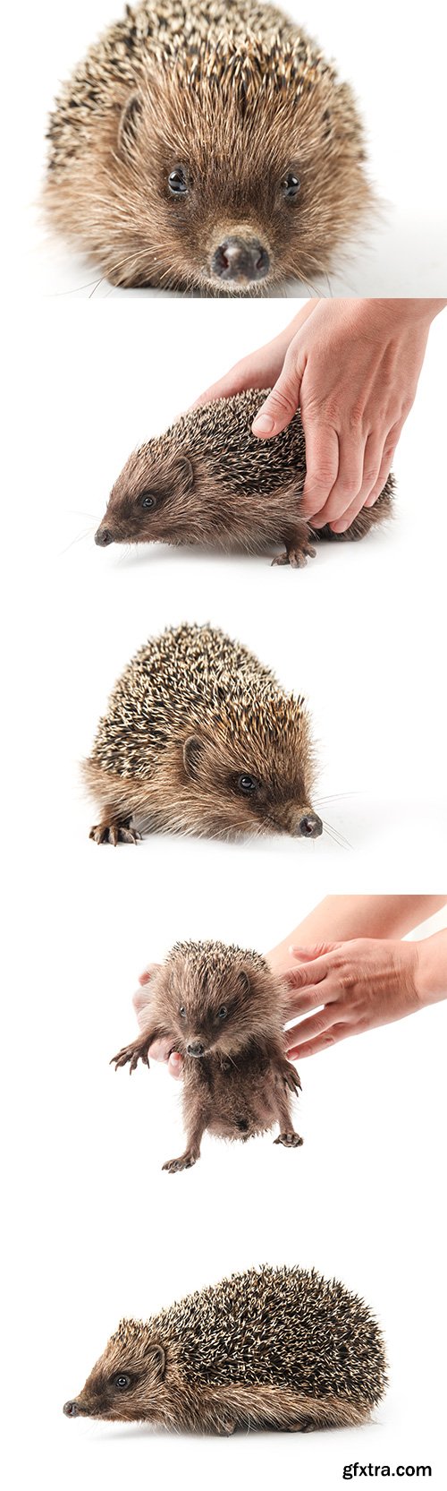 Hedgehog Isolated - 8xJPGs