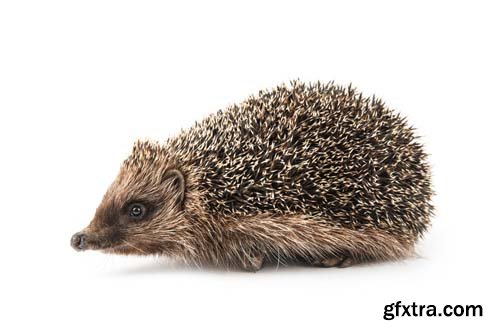 Hedgehog Isolated - 8xJPGs