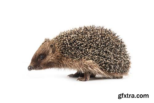 Hedgehog Isolated - 8xJPGs