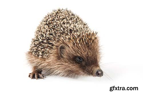 Hedgehog Isolated - 8xJPGs