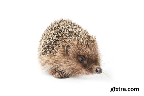 Hedgehog Isolated - 8xJPGs