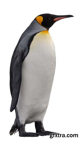 Penguin Isolated - 13xJPGs