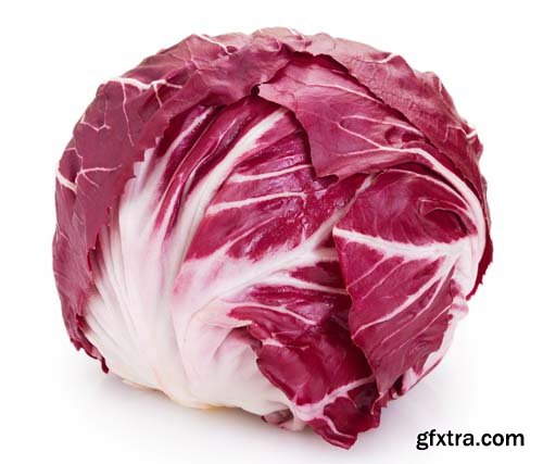 Red Chicory Isolated - 6xJPGs