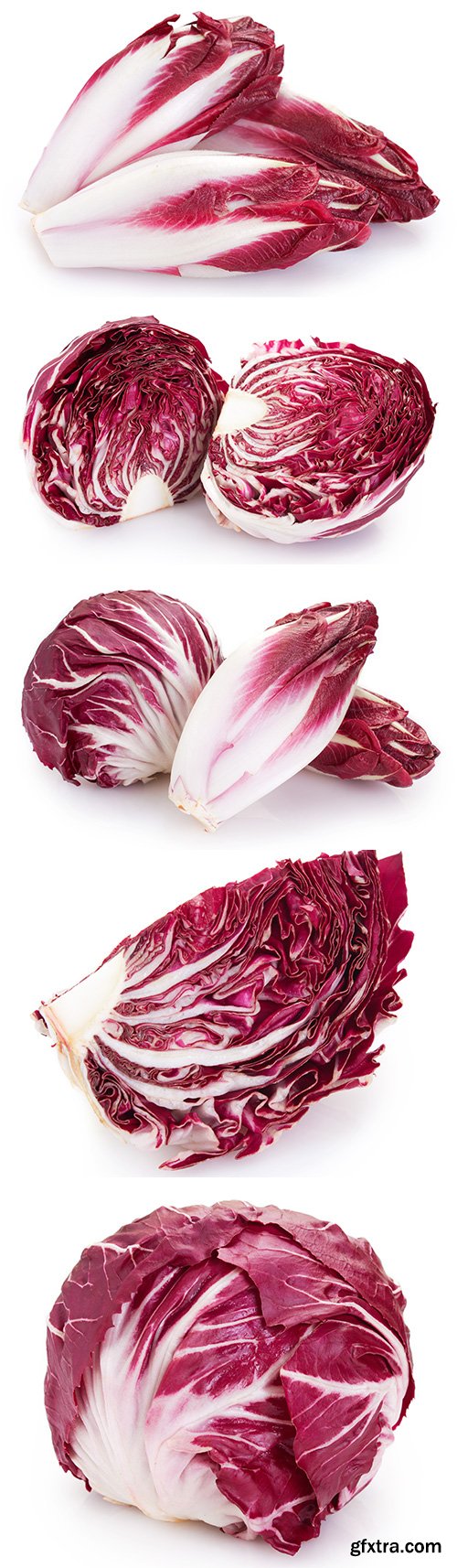 Red Chicory Isolated - 6xJPGs