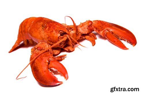 Red Lobster Isolated - 10xJPGs