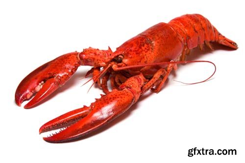 Red Lobster Isolated - 10xJPGs