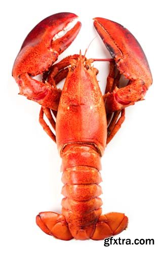 Red Lobster Isolated - 10xJPGs