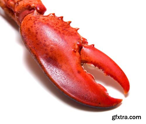 Red Lobster Isolated - 10xJPGs