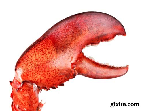 Red Lobster Isolated - 10xJPGs