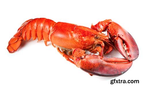 Red Lobster Isolated - 10xJPGs