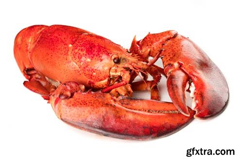 Red Lobster Isolated - 10xJPGs