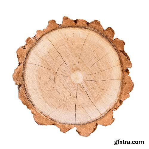 Smooth Cross Section Tree Stump Slice Isolated - 8xJPGs