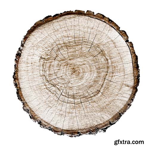 Smooth Cross Section Tree Stump Slice Isolated - 8xJPGs