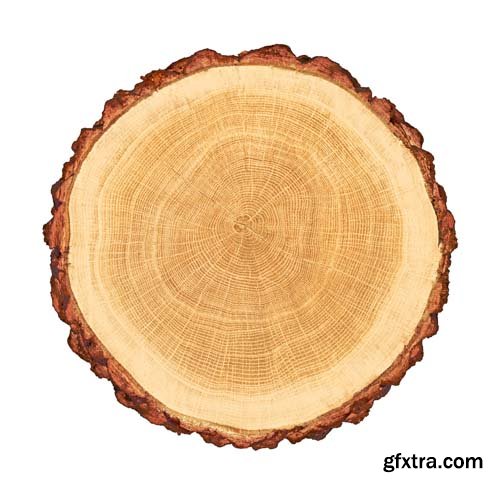 Smooth Cross Section Tree Stump Slice Isolated - 8xJPGs