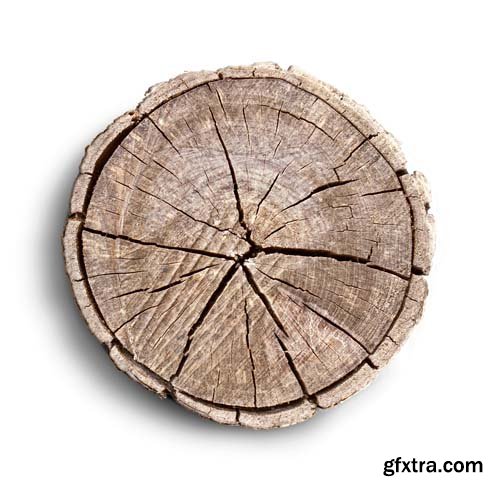 Smooth Cross Section Tree Stump Slice Isolated - 8xJPGs