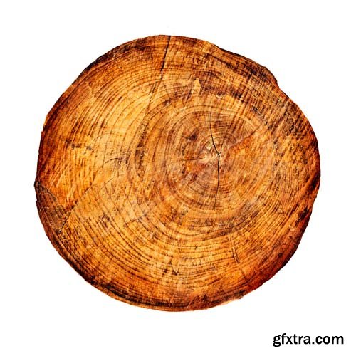 Smooth Cross Section Tree Stump Slice Isolated - 8xJPGs