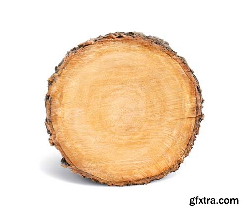 Smooth Cross Section Tree Stump Slice Isolated - 8xJPGs