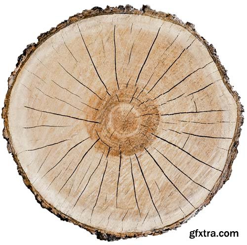 Smooth Cross Section Tree Stump Slice Isolated - 8xJPGs